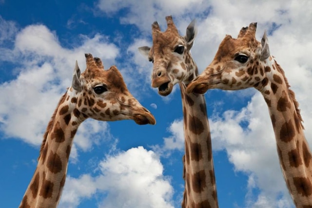 Unsplash A comunicação não violenta exige uma grande observação, por isso é representada pelo comportamento das girafas.