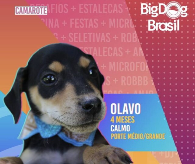 Instagram/@prefeituranovohamburgo Campanha de adoção de animais é inspirada no 'Big Brother Brasil'