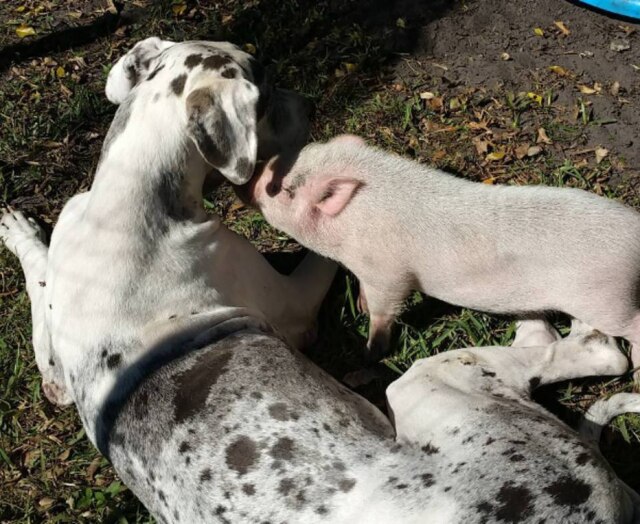 Reprodução/Instagram @Gordo_&_Family Missy e Gordo aninhados juntos.