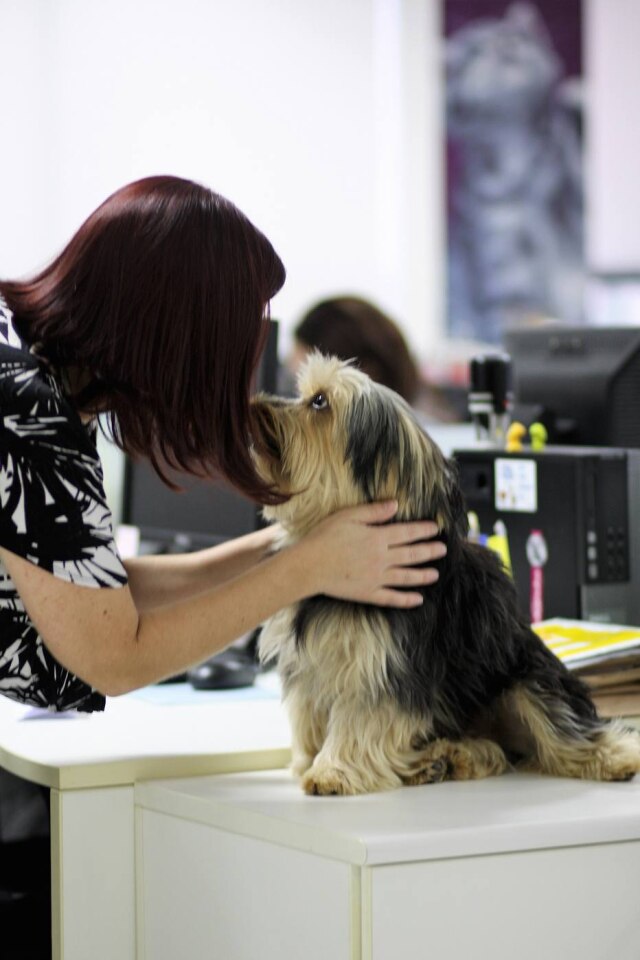 Imagens cedidas pela Mars Cachorros e gatos no escritório podem ajudar a motivar os funcionários.