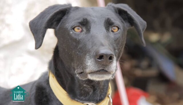 Los Acogidos de Lidia/Video Alguns cachorrinhos estão há anos na casa esperando para serem adotados