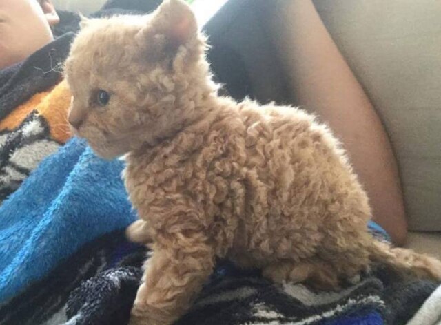 Twitter/@meanplastic Gatinho fez sucesso no Twitter com os pelos enrolados