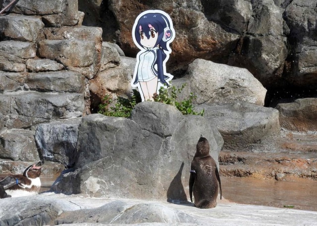 Zoológico de Tobu via AFP O pinguim Pequena Uva e sua 'amada', a imagem de papelão da personagem Hululu.