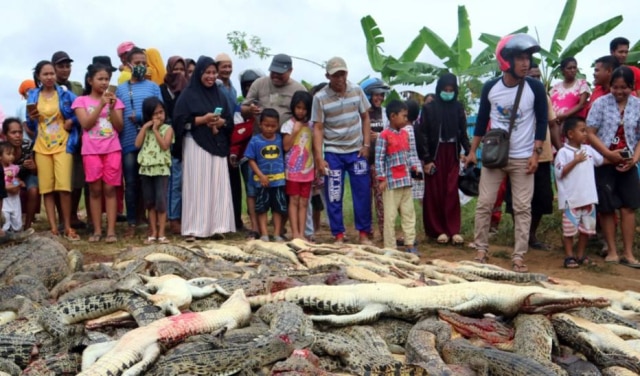 Olha Mulalinda / Antara Foto / via Reuters Crocodilos mortos por moradores revoltados na Indonésia.
