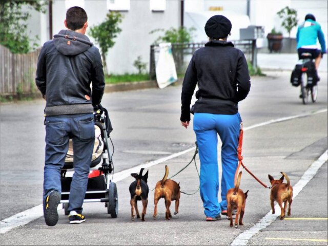 Pixabay Famílias tentam organizar a vida para a convivência com pets e crianças.