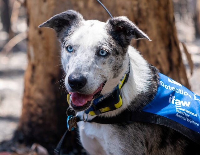 Instagram/ @ficlarkphotography/ via Reuters O cachorro Bear está ajudando a encontrar e salvar coalas feridos nos incêndios florestais em Queensland, Austrália