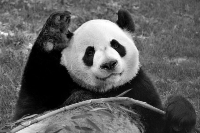 Calgary Zoo / Handout via Reuters O panda macho Da Mao irá retornar para a China junto com sua companheira devido à dificuldade em obter bambu para alimentá-los
