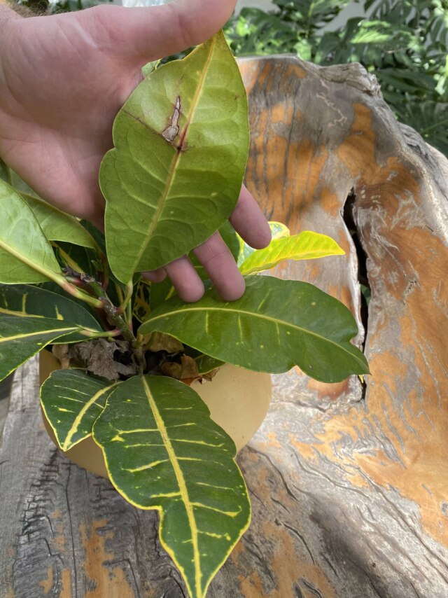 Pri Novo Decornautas Atenção aos sinais. Folhas com pontos ressecados podem indicar falta d’água; regas são importante, mas o excesso pode matar as plantas