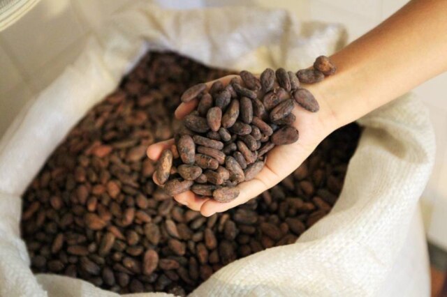 Clayton de Souza|Estadão As amêndoas de cacau já fermentadas e secas chegam as pequenas fábrica da Bahia, Espírito Santo e Acre.
