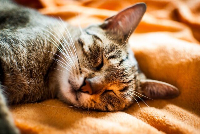 Pixabay/kissu Fotos de uma gata da Groenlândia 'surpresa' por estar grávida fizeram sucesso nas redes sociais