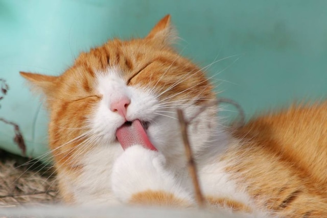 Pixabay/@TeamK O bichano ganhou sua comida favorita e foi recebido com um balão (imagem ilustrativa)