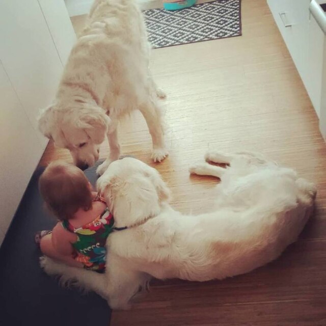 Facebook / Cheese Pups A interação entre Chloe e a dupla sempre foi muito boa, de acordo com o pai, Chris Cardinal.