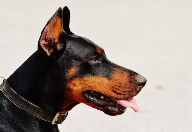 Pixabay/@Alexas_Fotos Copper é o cão de apoio do menino
