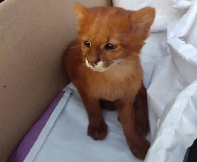 Facebook/FARA Fundacion Argentina de Rescate Animal Nomeado Tito, o puma selvagem foi criado como gato doméstico antes de ser resgatado por equipe especializada.