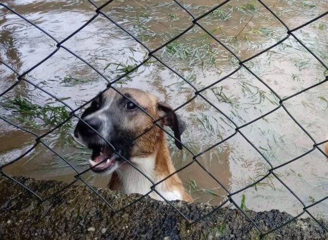 Instagram / @focinhosdeluz Fotos divulgadas pela ONG Focinhos de Luz mostram animais em meio ao abrigo inundado