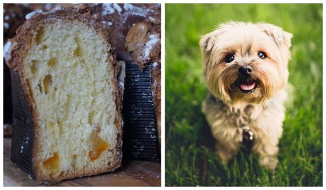 Pixabay Aprenda a fazer uma deliciosa colomba pascal para o seu cãozinho.
