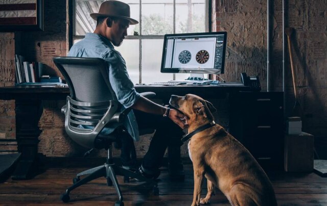 Unsplash/ @denv Na pandemia, 31% dos brasileiros adotaram animais através de uma ONG