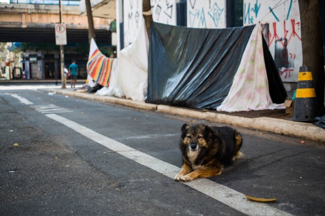 Tiago Queiroz/ Estadão A exposição ao frio intenso em pets favorece o aparecimento de doenças, principalmente as de origem respiratória