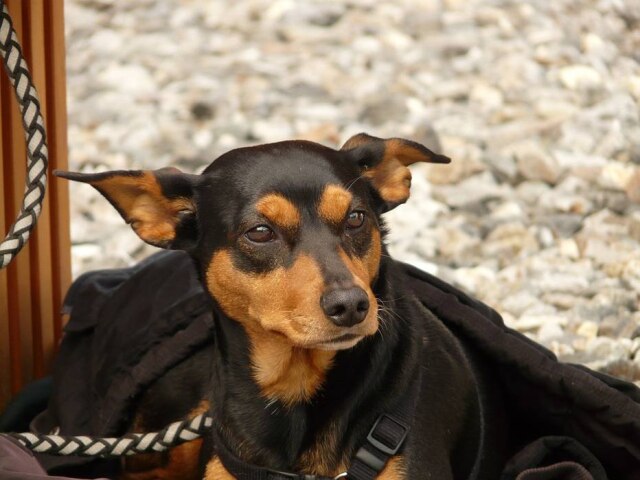 Pixabay Pinscher dá uma de 'herói' e expulsa assaltante de mercado.