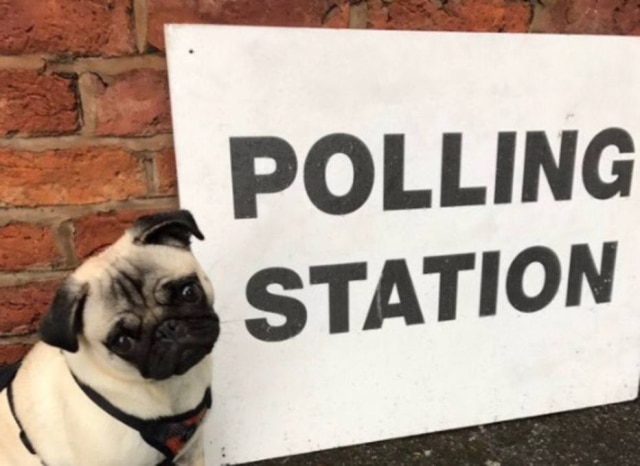 Twiter/ @dog_rates Donos levaram seus cães quando foram votar