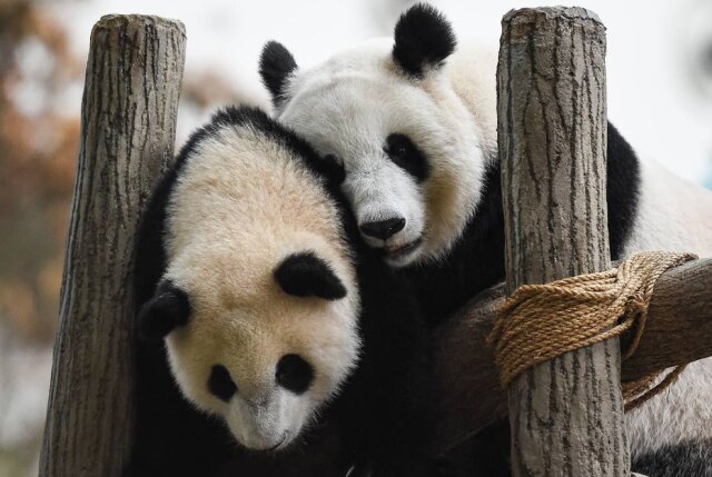 Mohd Rasfab/AFP Pandas receberam um novo 'parceiro' em seu habitat natural