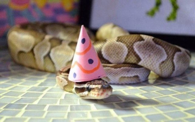 Twitter / @iinthezone Confira como cobras podem ficar fofas