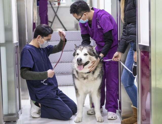 Alex Plavevski / EFE / EPA Veterinários examinam um cachorro em uma clínica em Guangzhou, na China