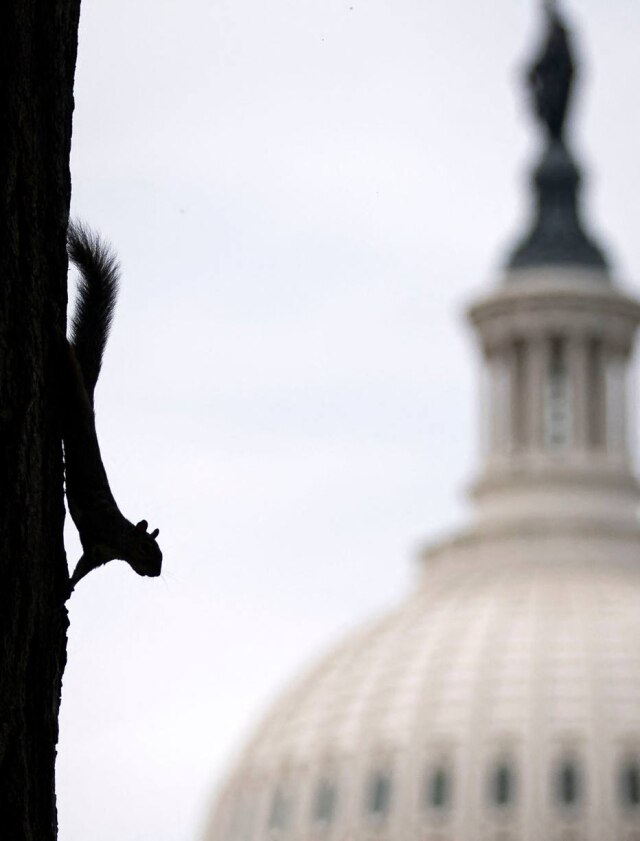 Al Drago / GETTY IMAGES NORTH AMERICA / AFP Os pesquisadores esperam que estes estudos com esquilos possam ajudar algum dia a desenvolver robôs mais ágeis.