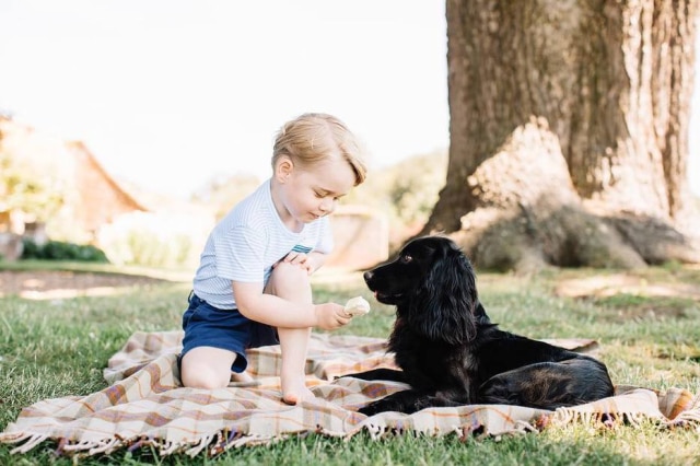 Divulgação/Matt Porteous/Kensington Palace Príncipe George brinca com o cachorro da família, Lupo.