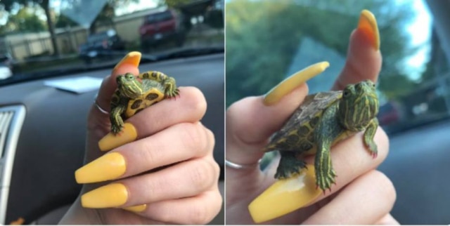 twitter.com/yagirlkeyy_ O Twitter tem ido à loucura com a tendência de pintar as unhas da tartaruga de estimação.