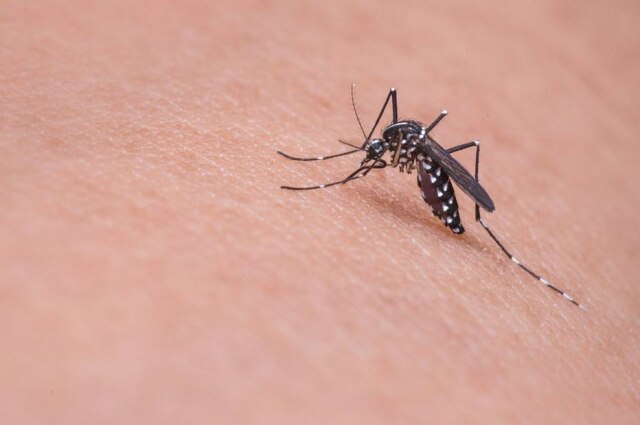 Pixabay / @mikadago Mosquito