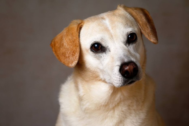 Pixabay/groesswang Em uma situação inusitada, o cachorro do advogado norte-americano Michael Haddock recebeu uma carta avisando que ele teve o benefício de seguro-desemprego aprovado