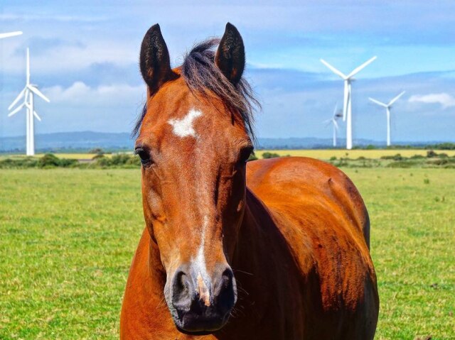 Pixabay/xcoffeeelenax Uma garota teve atendimento negado em um Starbucks nos Estados Unidos após chegar no drive-thru montada em um cavalo