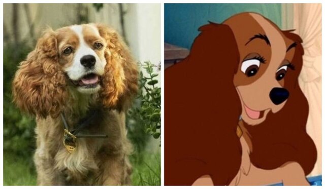 Divulgação/Disney A Dama, da nova live-action da Disney, e a Dama original, da animação de 1955.