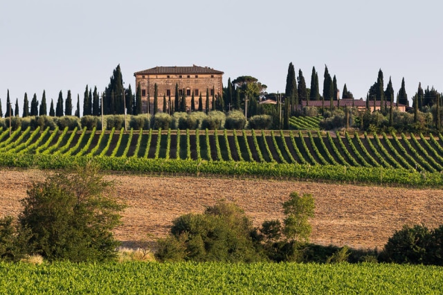 Vinhedos da vinícola Argiano, que faz o Brunello di Montalcino Vigna del Suolo.
