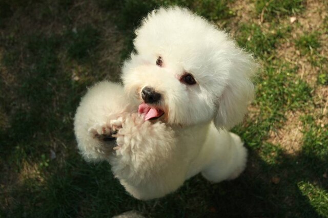 Pixabay/ @MISS_SUMMER Keylanne é uma cadela da raça poodle que está desaparecida