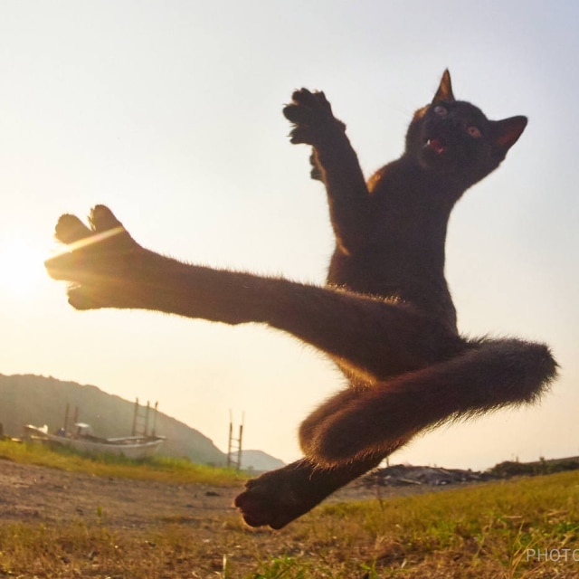 Instagram / @photo.accent Gatos 'ninja' fazem sucesso no Instagram de fotógrafo japonês