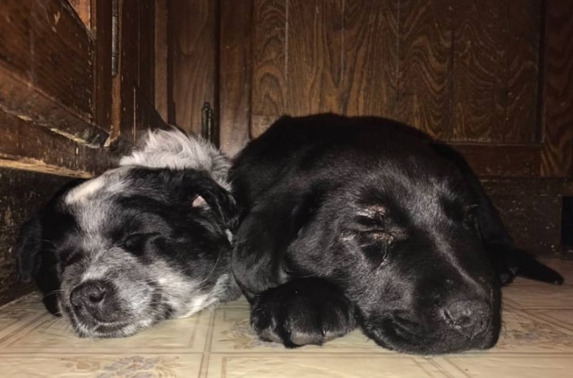 twitter.com/@Natalie119911 Mãe e filha se presenteiam com um cachorro e agora há dois cães na casa.