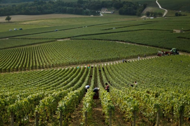 Benoit Tessier|Reuters Champagne. A região francesa será tema também de oficina na Enocultura