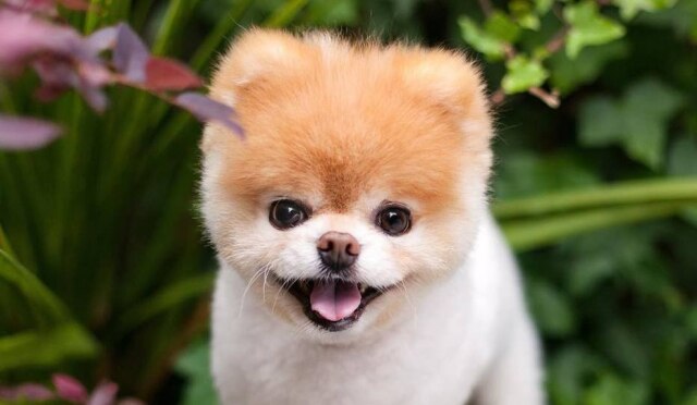 Instagram / @buddyboowaggytails Conhecido por sua fofura, o cão Boo contava com mais de meio milhão de seguidores em suas redes sociais.