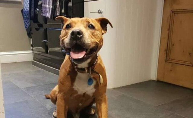 Divulgação / RSPCA Sam é da raça Staffordshire Bull Terrier, tem aproximadamente 12 anos e vive na Inglaterra.