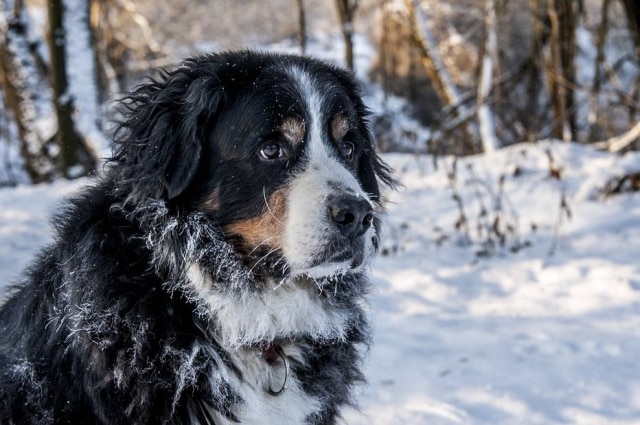 Pixabay Revista faz lista dos cachorros mais fofos das artistas.
