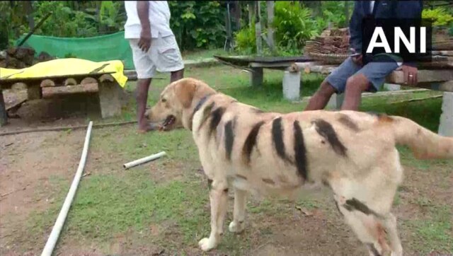 Twitter / @ANI Fazendeiro pintou listras no seu cachorro Bulbul para deixá-lo parecido com um tigre