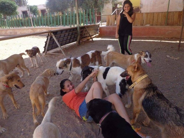 Divulgação STAR salva animais na Síria