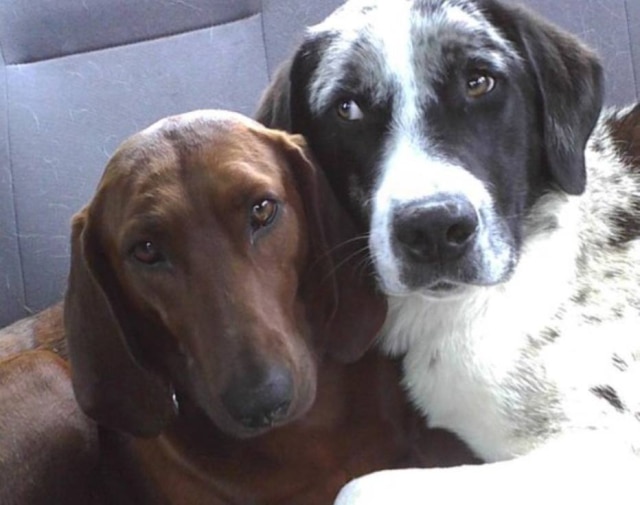Imgur.com Os dois eram tão amigos que não puderam ser separados na hora da adoção.