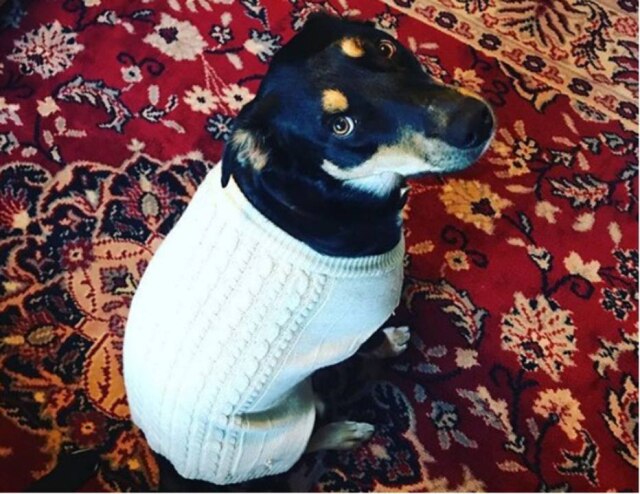 instagram.com/@kennaughty O cachorro Sully parece ter fingido uma tosse para 'segurar' seus donos em casa, e ter companhia