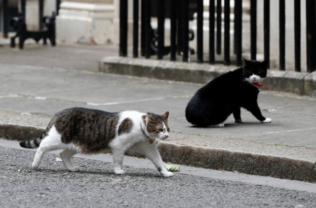 Stefan Wermuth/Reuters Gatos brigões de Downing Street se encontraram novamente e o entrave foi registrado pela imprensa local
