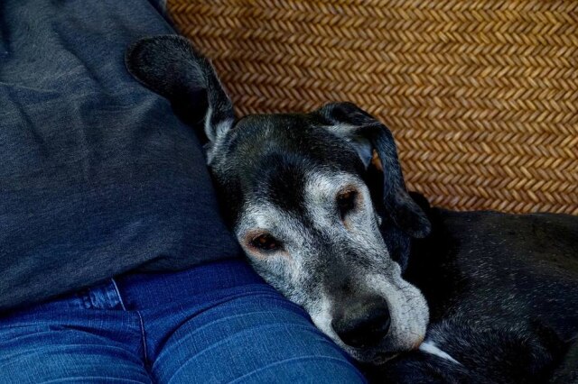 Pixabay/@Schwoaze Cada animal tem um tipo de família e moradia ideal