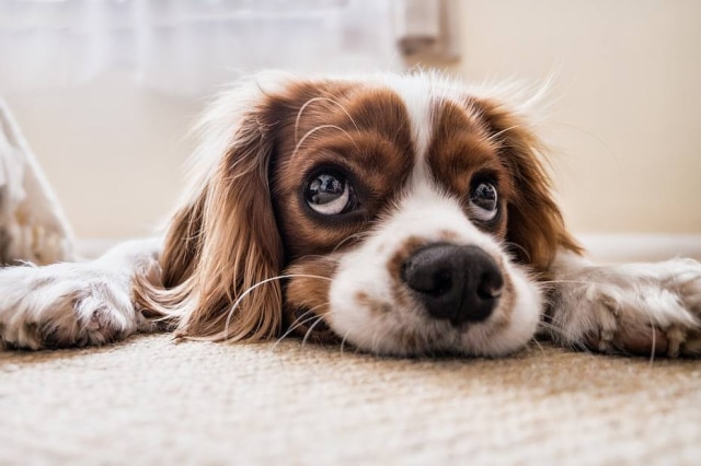 Pixabay Alteração do horário pode comprometer sono e apetite dos animais de estimação.