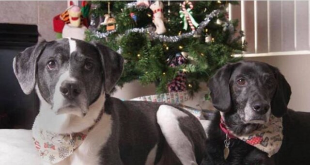 Facebook/@BeginAgainRescueCo Sam e Cosmos foram adotados após tutores se divorciarem.